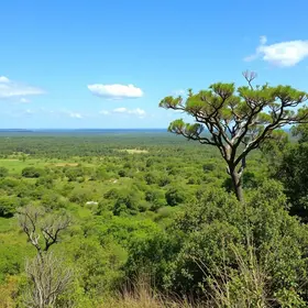 Cerrado em Araguaína: vegetação, paisagens e características naturais