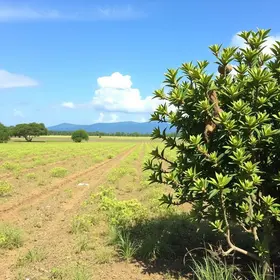 Baixa umidade na estiagem: cuidados durante uma viagem a Araguaína