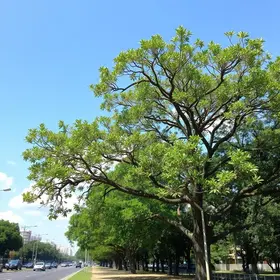 Veja como está a árvore de pequi preservada no meio de uma avenida de Tocantins, 6 anos depois
